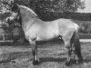 stallion Drago (Fjord Horse, 1988, from Draustein)