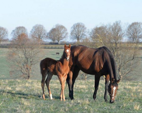 horse Hengst von Curlin xx (Thoroughbred, 2021, from Curlin xx)