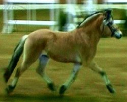 horse Dragoner (Fjord Horse, 2005, from Don)