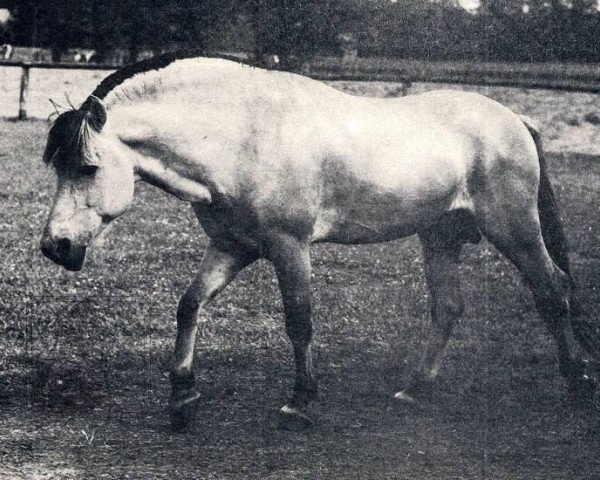 Deckhengst Draubach (Fjordpferd, 1970, von Draublakken F (HE) 75)