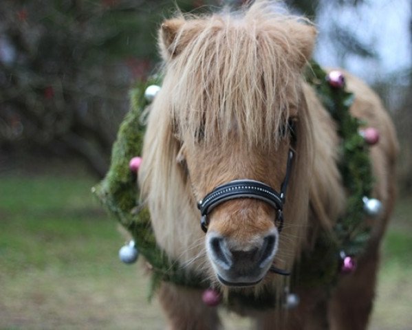 Zuchtstute Halstock Sparkling Rose (Shetland Pony, 1996, von Windswift Crusader Gold)