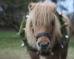 broodmare Halstock Sparkling Rose (Shetland Pony, 1996, from Windswift Crusader Gold)