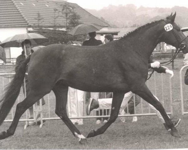 broodmare Angelique (Zweibrücken, 1983, from Amor)