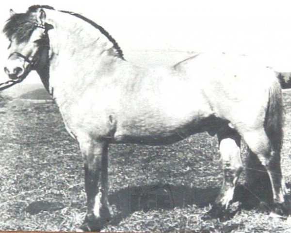 Deckhengst Draufels (Fjordpferd, 1970, von Draublakken F (HE) 75)