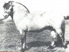 stallion Draufels (Fjord Horse, 1970, from Draublakken F (HE) 75)