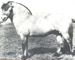 Deckhengst Draufels (Fjordpferd, 1970, von Draublakken F (HE) 75)