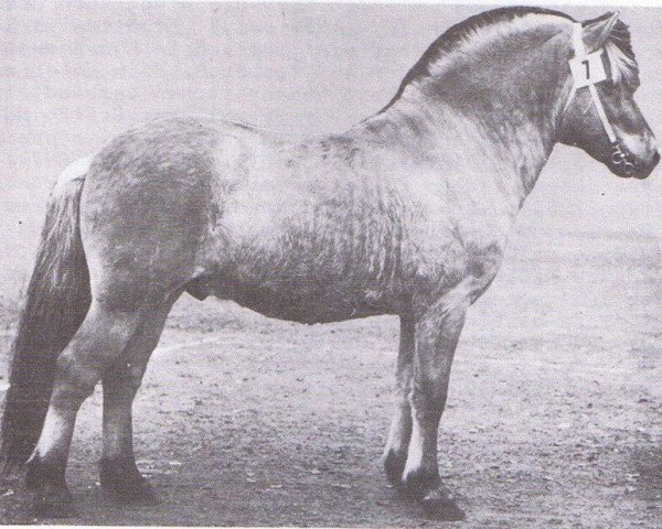 stallion Totila (Fjord Horse, 1958, from Torbjørn N.1417)