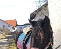 Pferd Likedeeler‘s Maximilian (Shetland B (über 107-117), 2011, von Macho van de Veldhoeve)