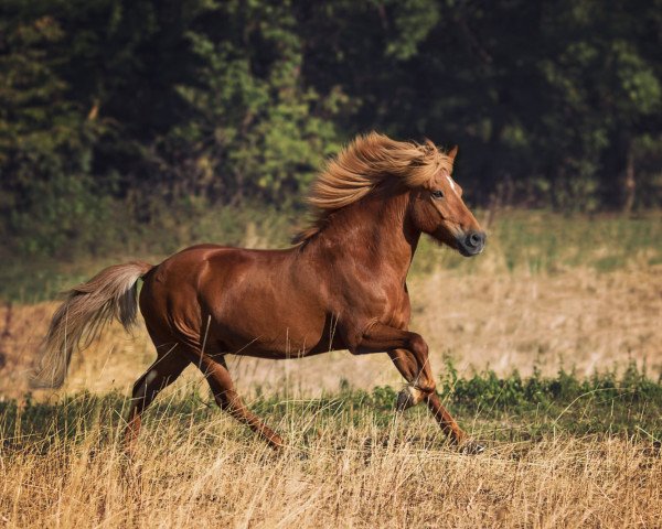 horse Vortimi (Iceland Horse, 2004, from Bassi fra Bakka)