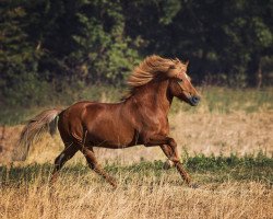 Pferd Vortimi (Islandpferd, 2004, von Bassi fra Bakka)