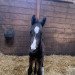 dressage horse Royal Makani (Oldenburg, 2022, from Royal Doruto OLD)