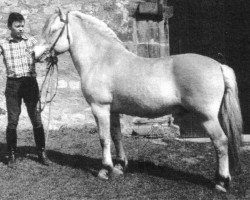 stallion Draugon F (He) 87 (Fjord Horse, 1964, from Draug N.1097)