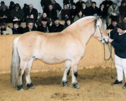 stallion Draumur (Fjord Horse, 1983, from Drageset)