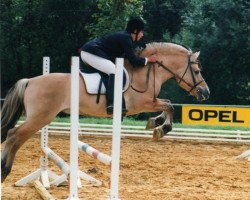 stallion Disan Vinstrup (Fjord Horse, 1983, from Morten)