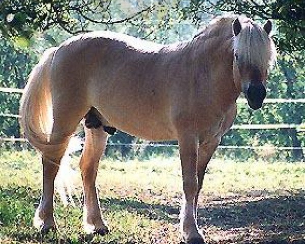 stallion DV'S Diamond (Fjord Horse, 1992, from Disan Vinstrup)