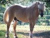 stallion DV'S Diamond (Fjord Horse, 1992, from Disan Vinstrup)