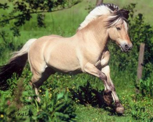 stallion Dylan (Fjord Horse, 1993, from Kvik Halsnæs)