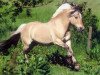 stallion Dylan (Fjord Horse, 1993, from Kvik Halsnæs)