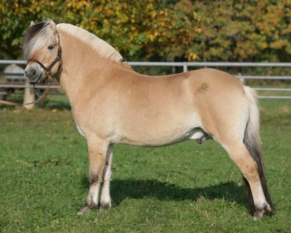 stallion Dylar (Fjord Horse, 2003, from Dylan)