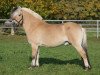 stallion Dylar (Fjord Horse, 2003, from Dylan)