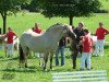 broodmare Lenka (Fjord Horse, 1997, from Kvest Halsnæs)