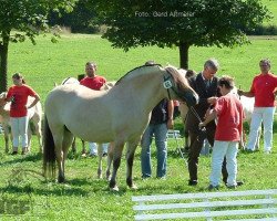 broodmare Lenka (Fjord Horse, 1997, from Kvest Halsnæs)