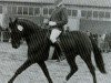 stallion Waidmannsruf (Hanoverian, 1973, from Waidmannsdank xx)
