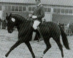 stallion Waidmannsruf (Hanoverian, 1973, from Waidmannsdank xx)