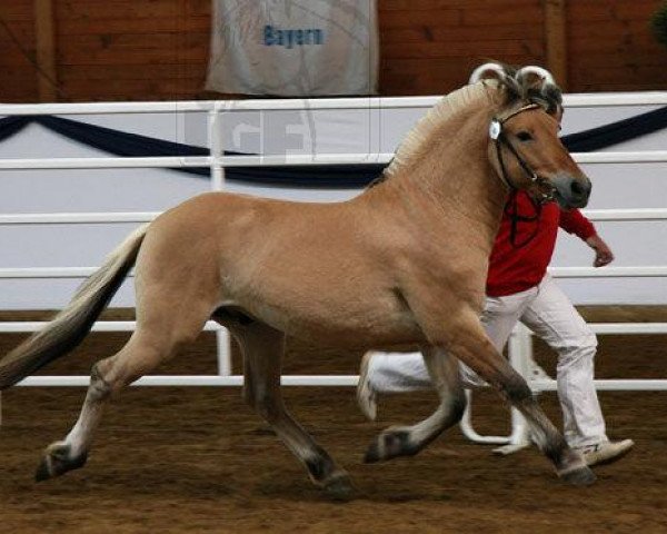 horse Dyleno (Fjord Horse, 2006, from Dylan)