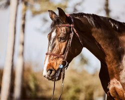 jumper Bambutscha 3 (German Sport Horse, 2014, from Balou du Rouet)