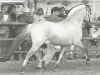 stallion Jon Halsnæs (Fjord Horse, 1984, from Rei Halsnæs D.542)