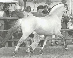 Deckhengst Jon Halsnæs (Fjordpferd, 1984, von Rei Halsnæs D.542)