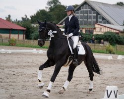 dressage horse Fabuleux 16 (Hanoverian, 2016, from Fürstbischof)