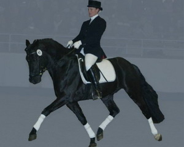stallion Nabucco R (German Riding Pony, 2001, from Notre Beau)