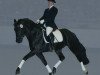 stallion Nabucco R (German Riding Pony, 2001, from Notre Beau)