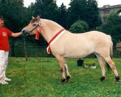 Pferd Lajona (Fjordpferd, 1990, von Jon Halsnæs)