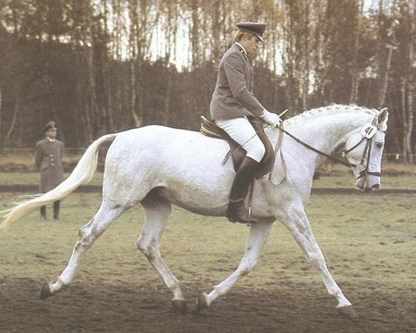 stallion Elfenprinz (Trakehner, 1974, from Padparadscha)