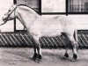 stallion Douglas I (Fjord Horse, 1979, from Draustein)