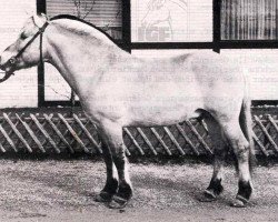 stallion Douglas I (Fjord Horse, 1979, from Draustein)