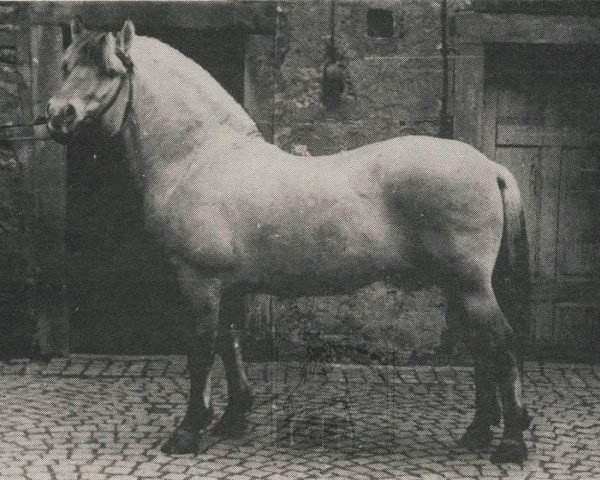 stallion Branko F 48 (Fjord Horse, 1948, from Draum N.1308)
