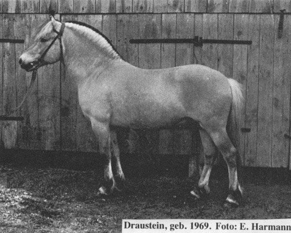 stallion Draustein (Fjord Horse, 1969, from Draublakken F (HE) 75)