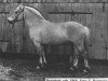 stallion Draustein (Fjord Horse, 1969, from Draublakken F (HE) 75)