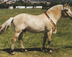 stallion Douglas II (Fjord Horse, 1980, from Draustein)