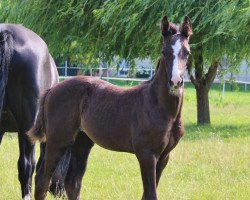 Dressurpferd Janeira Platina S (Deutsches Reitpferd, 2021, von Janeiro Platinum)