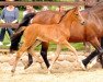 broodmare Kanditten (Trakehner, 2014, from Freudenfest)