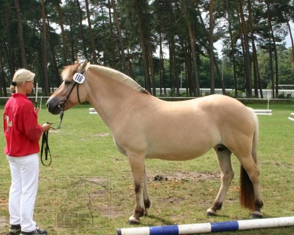 broodmare Donny (Fjord Horse, 1992, from Douglas II)