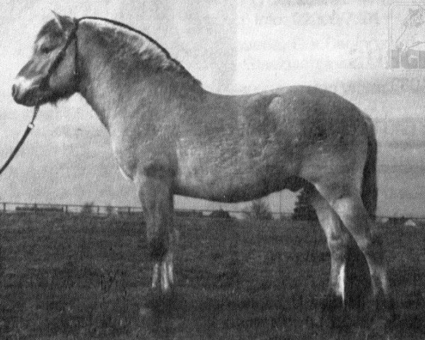 Pferd Dyngor (Fjordpferd, 1989, von Douglas I)