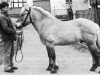stallion Oswald I-31 (Fjord Horse, 1967, from Ølve N.1384)