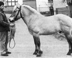 stallion Oswald I-31 (Fjord Horse, 1967, from Ølve N.1384)