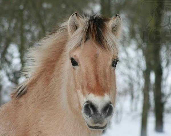 broodmare Linerle (Fjord Horse, 1984, from Hallodri)